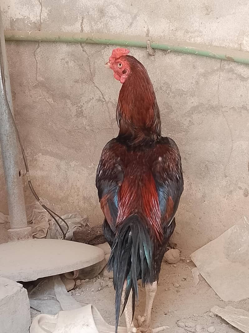 مورغا 2