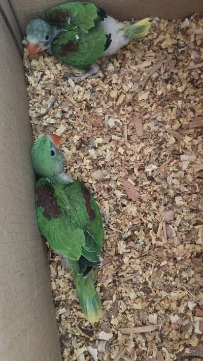 raw parrot chick for sale