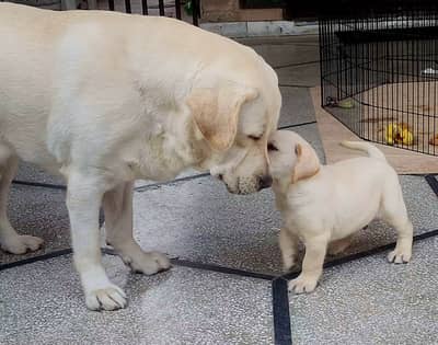 KCP Pedigreed Labrador Retriever  Puppies for Sale