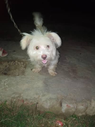 healthy and active puppy