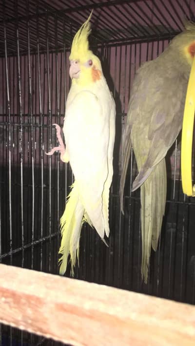 cocktail & budgies breeder pairs