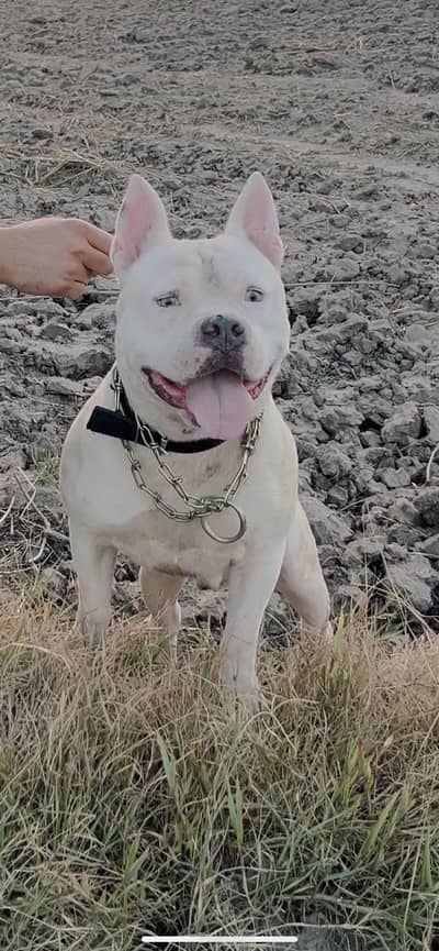 American pitbull for sale and exhange with any good quality dog