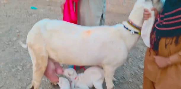 desi bakri teen bacchon ke sath for urgent sale WhatsApp 0370,4815728