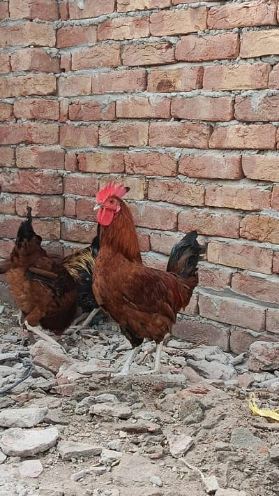 Desi Murghe For Sale full healthy breeder