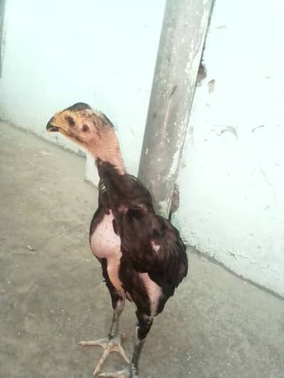 aseel japanese shamo chicks