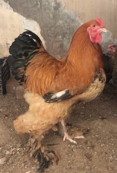 2 Buff columbian brahma males