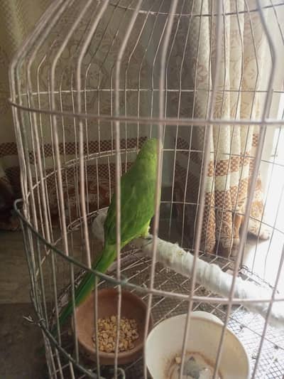 Green parrot