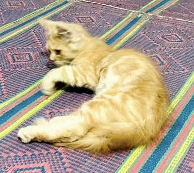 Persian Cat Male Kitten