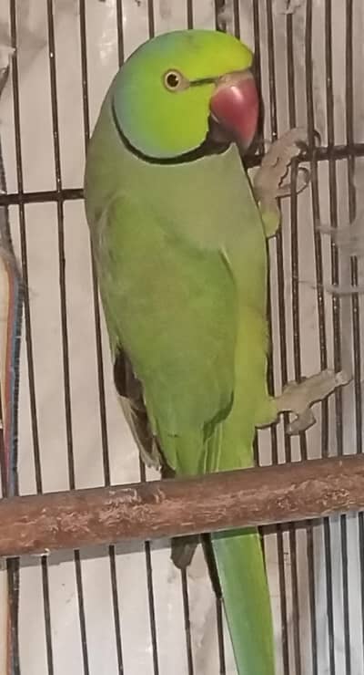 Ringneck parrot