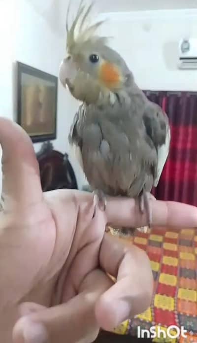 Hand tame Male