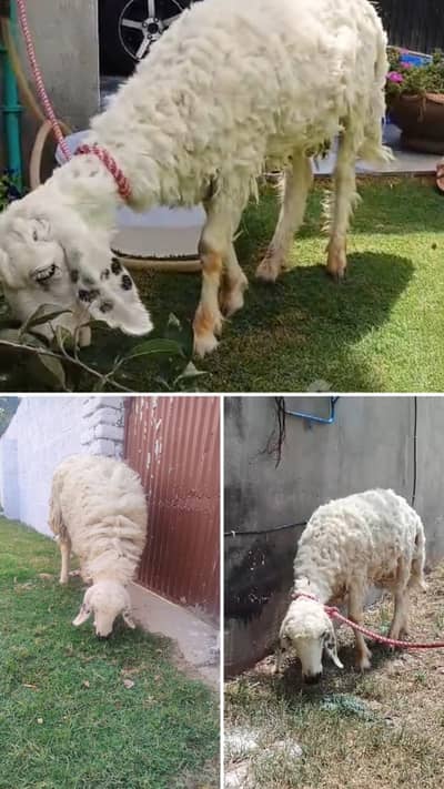  Healthy 8 Month Dumba for Sale – Heavy Weight | Only Rs. 36,000