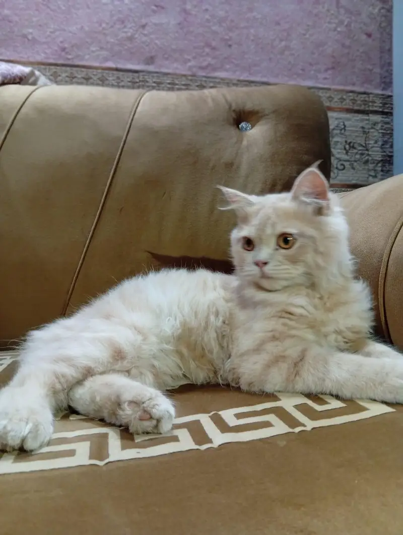 Persian cat — photo 2