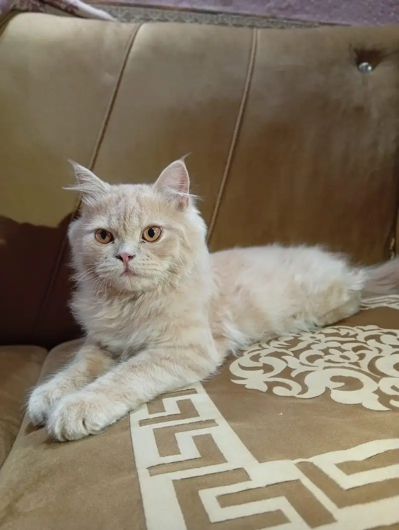 Persian cat — photo 3