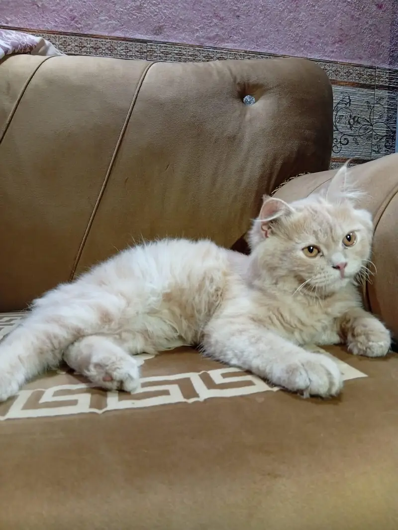 Persian cat — photo 4