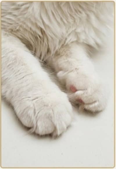 CAT FOR SALE