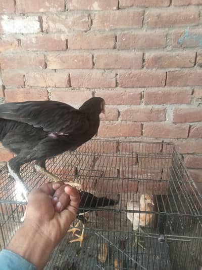 all okay hilde and Activ female and male Mishra 03024970447