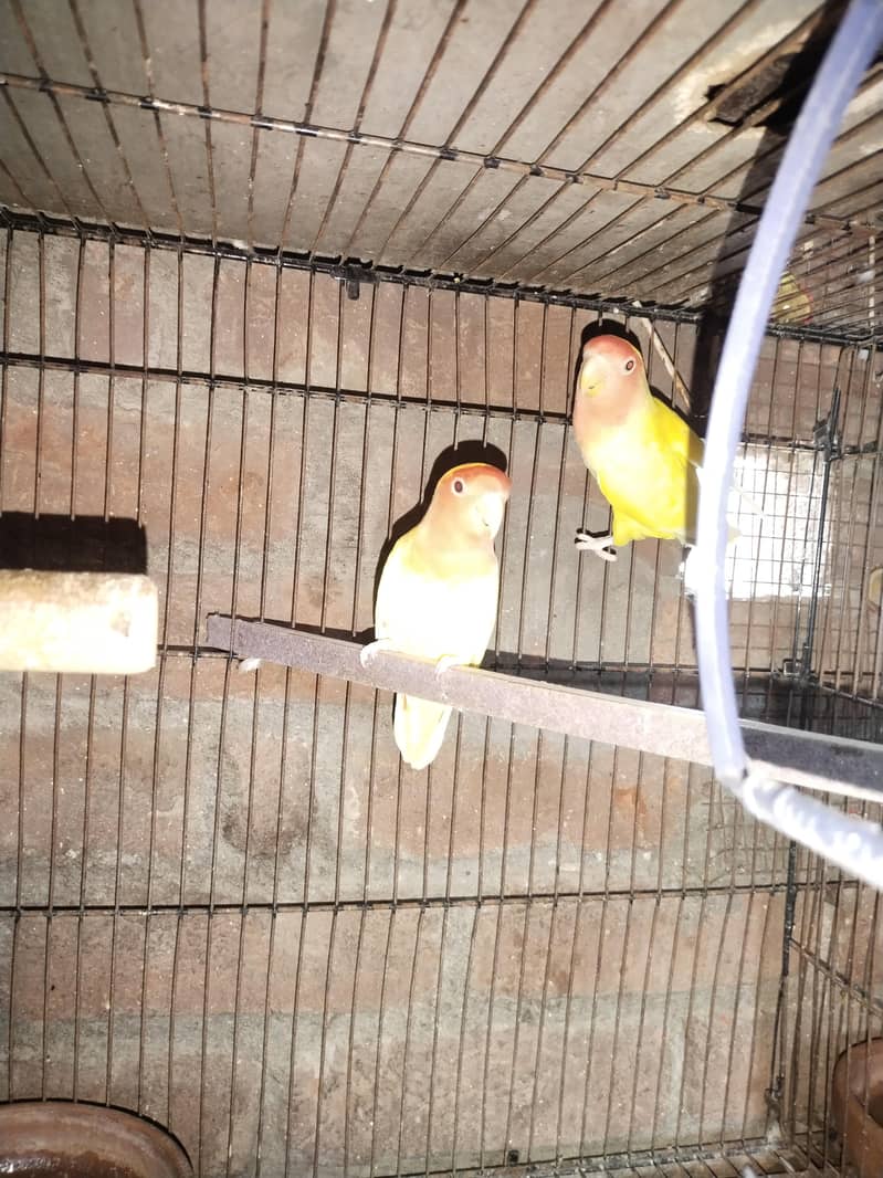 brider pair 1