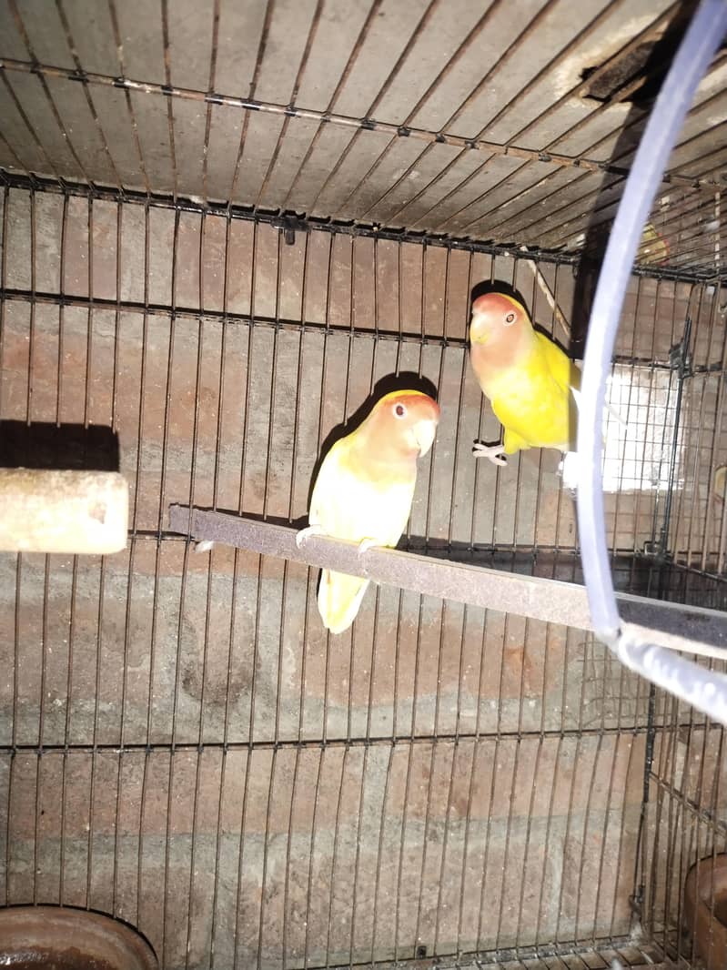 brider pair 2