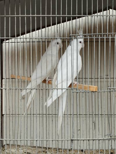 cocktail cockatiel cocktael parrot lovebird budgies