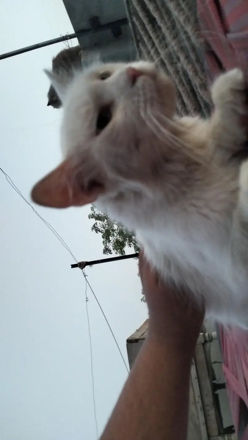 Persian cat & kitten@ Persian cat@ cat@ Siamese@ mother Nursing cat — photo 5