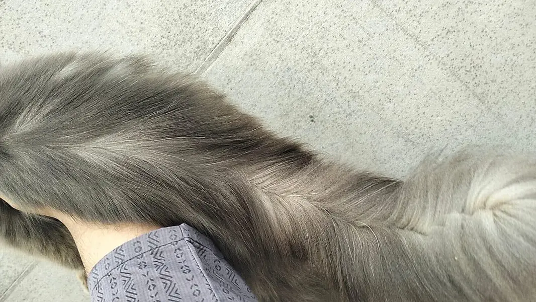 Persian cat & kitten@ Persian cat@ cat@ Siamese@ mother Nursing cat — photo 10