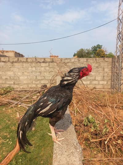 Lasani Aseel for sale