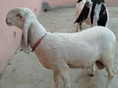 Larkana sheep Khira