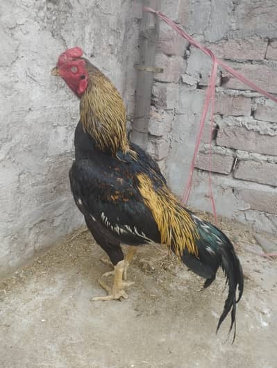 Aseel Murga for sale 0303. . 8868142