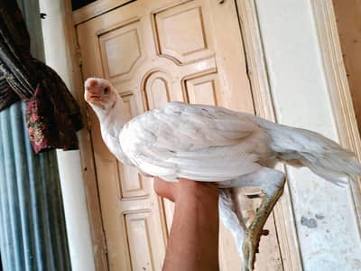 parrot beak aseel Madi