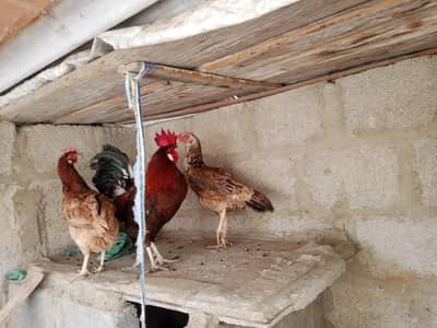 egg  laying hens 2