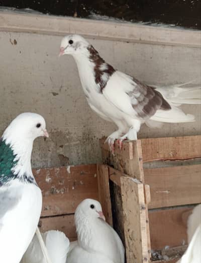 pigeons many colours(grey,black,white,brown) sale 10% off