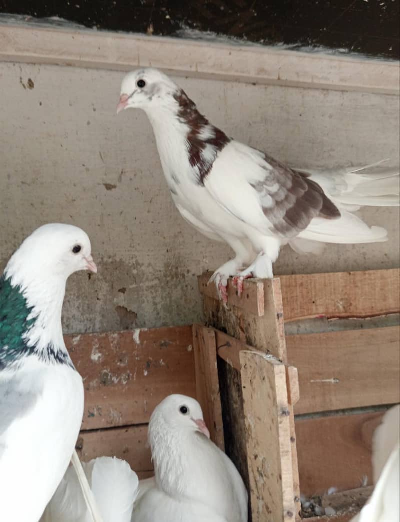 pigeons 1