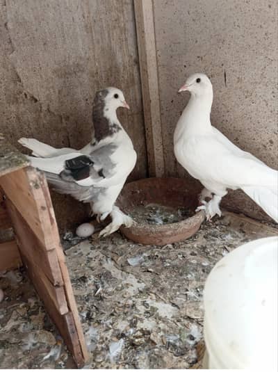 AZADI SALE pigeons