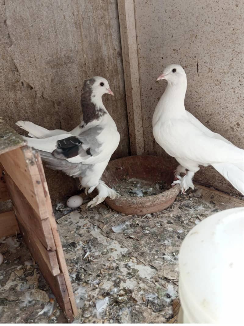 pigeons 2
