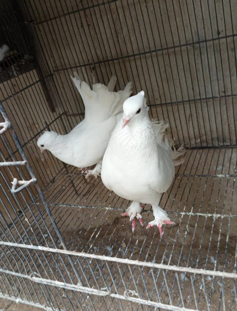 pigeons 3