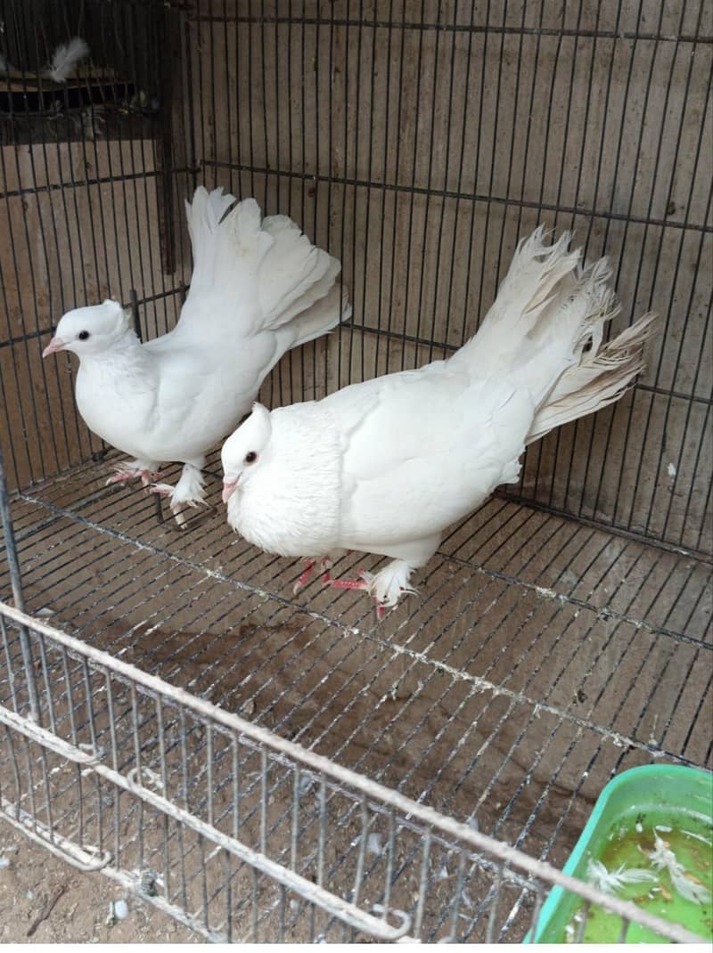 pigeons 4