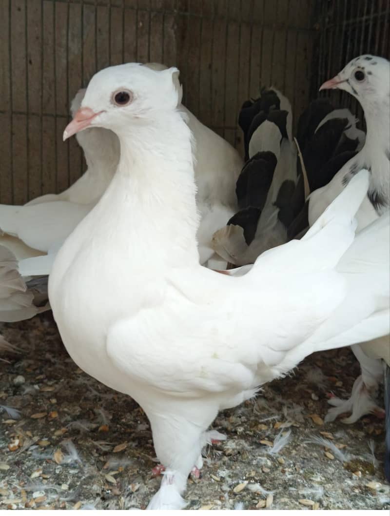 pigeons 5