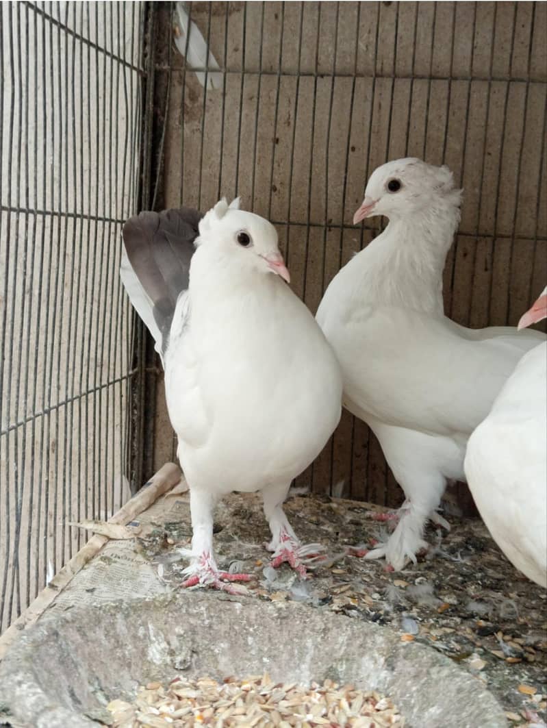 pigeons 6