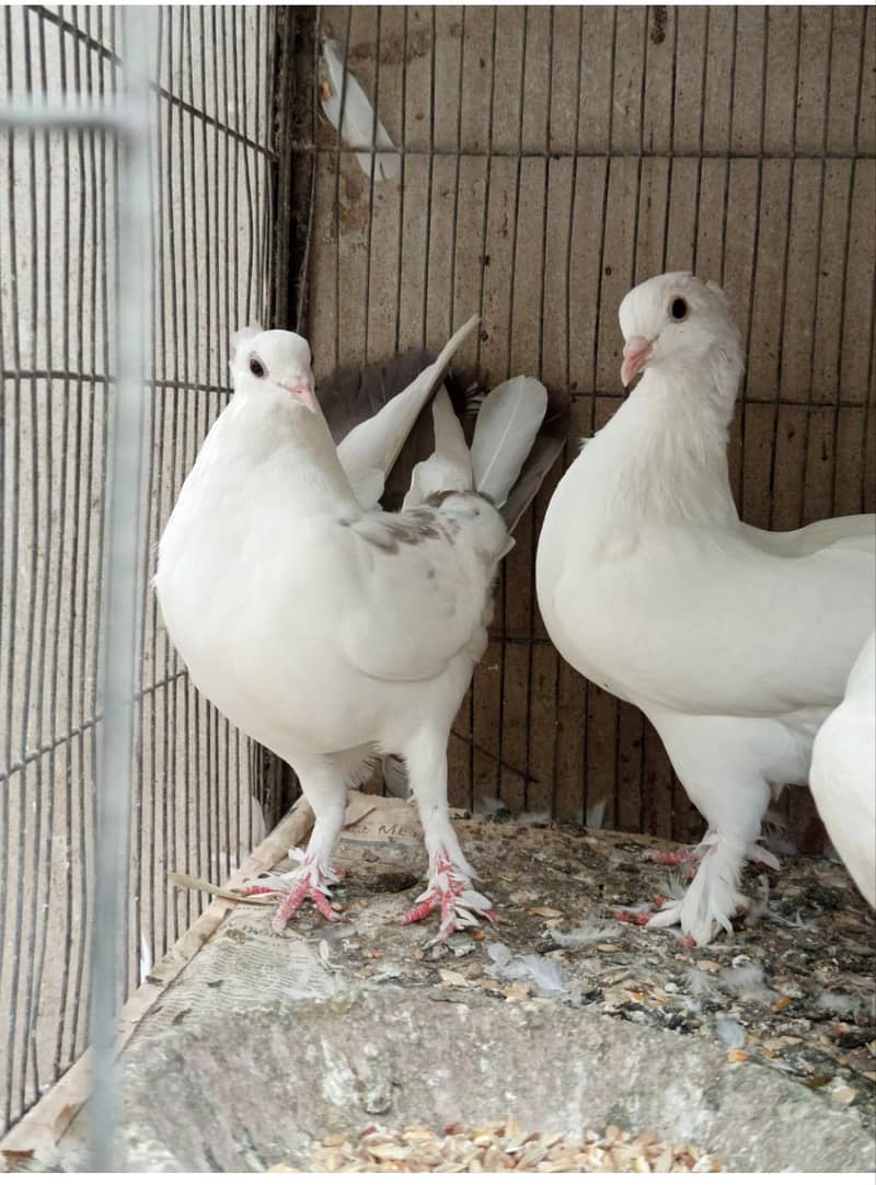 pigeons 7