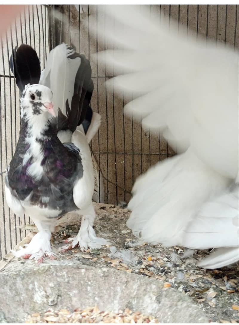 pigeons 8