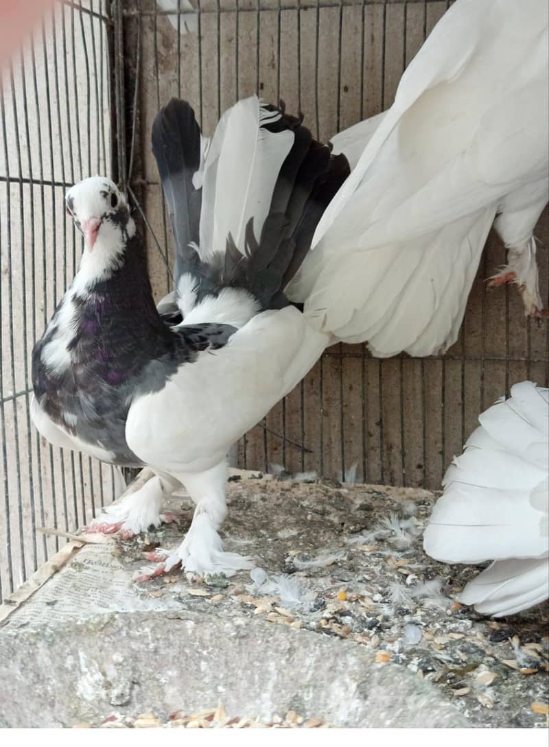 pigeons 9