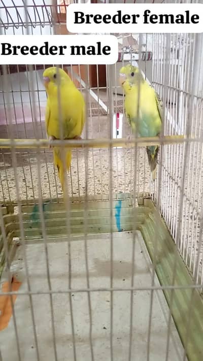 Healthy budgies pair for sale