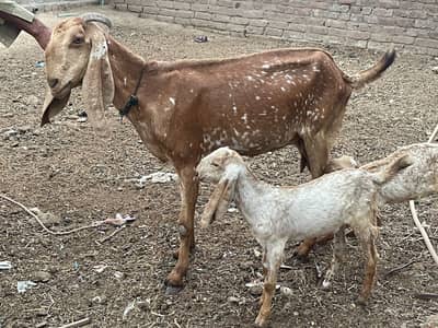 Pure Chak Madarsa Makkhi Cheeni Bakri 2 Male high Quality Male Goats