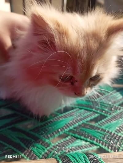 Cat for sale