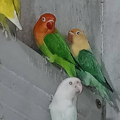 Lovebird complete setup for sale