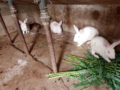 5 rabbit available