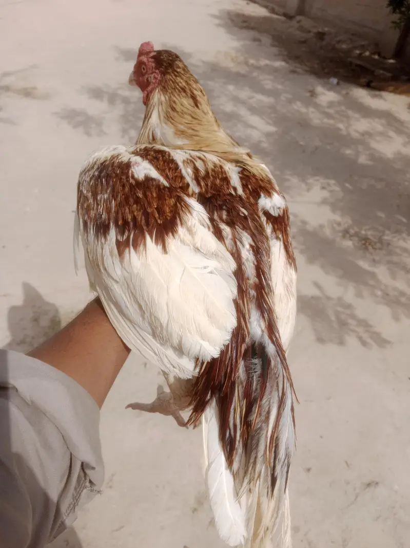 Aseel Cheena — photo 2
