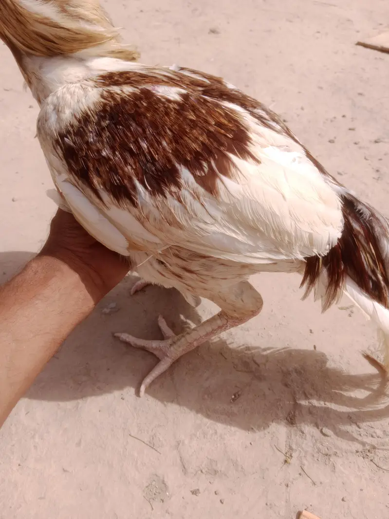 Aseel Cheena — photo 3