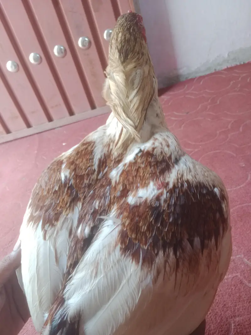 Aseel Cheena — photo 8