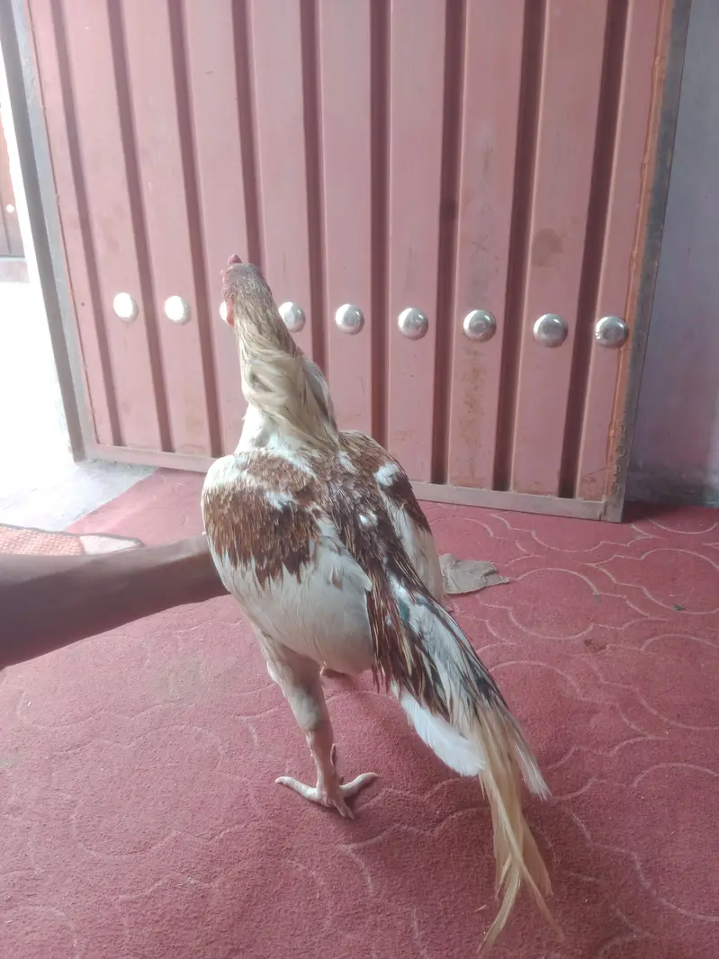 Aseel Cheena — photo 10